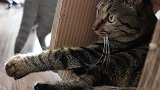 一直叫猫的名字猫有什么反应？狸花猫：烦死了！