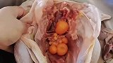 公鸡肚子里这样，是瘤还是蛋