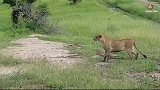 动物世界：母狮试图猎捕斑点羚