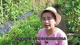 空心菜生长管理，“顺序”不能错乱，不然长得杂乱