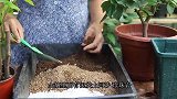 三角梅扦插苗移栽，仅用这一步，成活率更高