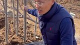 又到了植树的好时节，那么点小院能种的下这么多树吗？萌宠 田园生活 老房改造 植树节