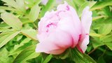 菏泽牡丹随处拍，就是这么任性（燕子摄影）