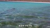 海龙王出海巡游，不慎被海浪冲到沙滩上，引来游客集体围观