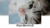 宠物冷知识：猫咪为什么会对你喵喵叫？