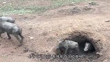 几十只野猪吃的正欢，只听“砰”的一声，猪群就被“赶尽杀绝”！