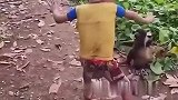 3岁男孩智斗泼猴，笑着笑着咋还哭了，妈妈你就不管管它嘛！