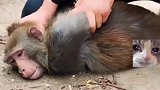 南京网红流浪猴被放归山，出笼挑衅其他猴受挫挨揍