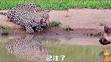 鬣狗生气怼花豹2，一直跟踪花豹，上去，抢，看他俩骑着猎物，咬