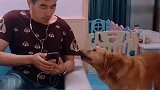 主人沉迷游戏，金毛为了阻止主人，咬坏主人的耳机，太逗了