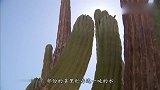 荒野求生贝爷声称这是世上最大的仙人掌，茎里竟能贮存一吨的水