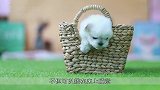 茶杯犬的悲哀：没想到可爱的外表下，原来是这么惨不忍睹的一生！