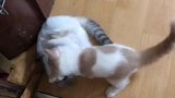 你们猜谁更厉害