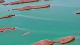 水上雅丹，沙漠中的“地质奇观”，赶快带上“她”，自驾去吧。