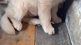狗：快把这玩意拿走，吓得我都不敢动了！