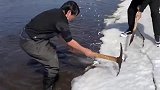 没想到冰块下面还能有鱼，敲碎以后就能抓，这俩人一天能抓几百斤