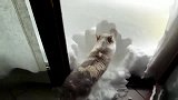 清扫自己门前雪的一只猫!