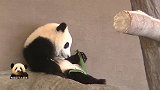 熊猫天线宝宝到底吃了多少“可爱”，萌成这个样子可还行？！