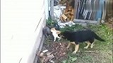 患难见真情！狗狗看到自家的猫咪被欺负，直接冲了上去！