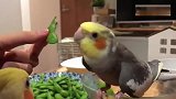 主人给鹦鹉吃毛豆，鹦鹉：剥开它，剥开它，不然我不吃