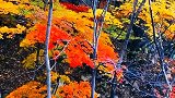 五彩斑斓的秋天