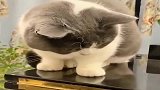 猫咪：我就想看看里面有啥东西，你干嘛吓我一跳