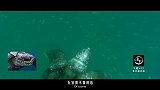 20170510-古代奇葩动物大搜罗-看鉴地理40