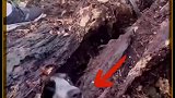 狗狗被困枯树里