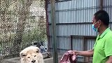 在家闲着无聊，养了一只“大猫咪”，没事骑着兜兜风