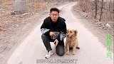 村民必经之路的桥突然断裂，小伙带金毛过去一看吓坏了，咋回事？