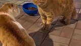 两只猫咪在对峙，究竟谁更胜一筹