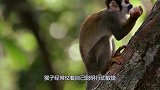 作恶多端的猴子，落到科莫多巨蜥手里，直接被“爆头生吞”！