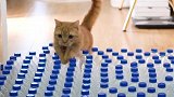 当饥饿的猪被200个塑料瓶堵住时...？！萌宠推荐官 创作人计划 在家爱宠日记
