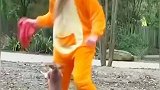 饲养员心疼失去妈妈的小袋鼠，每天充当妈妈陪伴