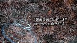 “超级真菌”之耳念珠菌，首次出现在自然环境