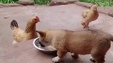 在食物面前, 小奶狗也不是好欺负的, 老母鸡都不敢靠近它了