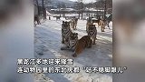 凶猛东北虎秒变可爱“滑滑虎”！四肢着地软萌滑行，网友：百兽之王有点“脚滑”