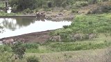 勇敢的河马，河马击败鳄鱼拯救角马和斑马，河马对鳄鱼的战斗！