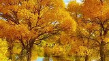 每年的深秋季节，远方的那片胡杨，总是令我那样的着迷与神往