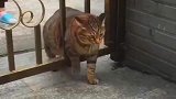 猫咪，你别摸我，我可以挤的进去，过去别在这看我