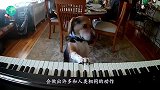 聪明的小狗卖热狗，不仅会点餐还会找钱，你想到这买热狗吗