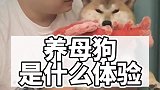 一晃六公主也快成年了，说说养母狗是什么体验？