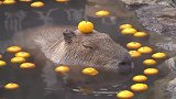 水豚的午休时间