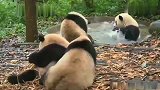 熊猫：我可是会游泳的！潜水，游泳，打浪花，啥都会