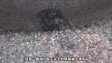 将手机扔进可乐和曼妥思中，会发生什么？有趣的科学现象发生了