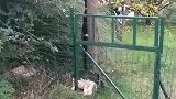小猫咪特别喜欢这个毛绒玩具，当看到最后这一幕，令人很羡慕！