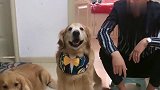 狗子移情别恋，二狗子的做法真搞笑，太逗了