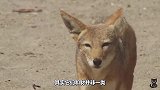 胡狼咬断羚羊脚筋，羚羊垂死挣扎，出人意料