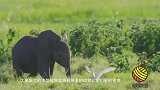 野狗欲围捕大象，大象一怒之下反攻，镜头拍下搞笑一幕