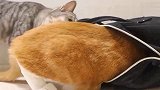 橘猫装进背包里休息，狸花猫一见也想进去，结果惨了